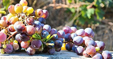 A Beginner’s Guide to Popular Red Wine Grapes - Reality Paper