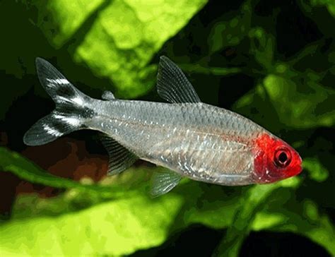 Rummynose Tropical Tetra for sale at azgardens.com