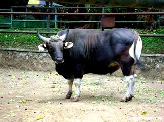 BANTENG JAWA - DUNIA SATWA