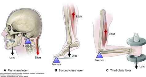 Within a musculoskeletal lever system, the joint acts as what? | Socratic