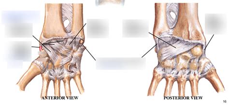 14 - Joints - ligaments of the radiocarpal joint Diagram | Quizlet