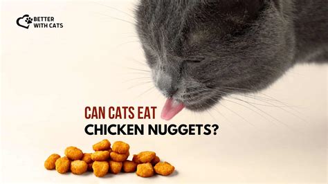 Can Cats Eat Chicken Nuggets And Are There Any Risks?