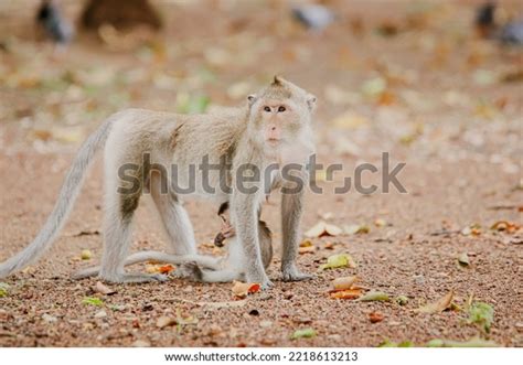 Baby Monkey Hugging Mother Monkey Stock Photo 2218613213 | Shutterstock