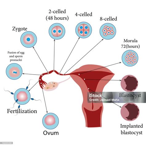 Perkembangan Embrio Manusia Dari Ovulasi Hingga Implantasi Blastokista ...