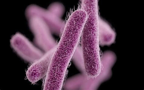 What is Shigella? Drug-resistant bacteria causes intestinal illness across the US, CDC says ...