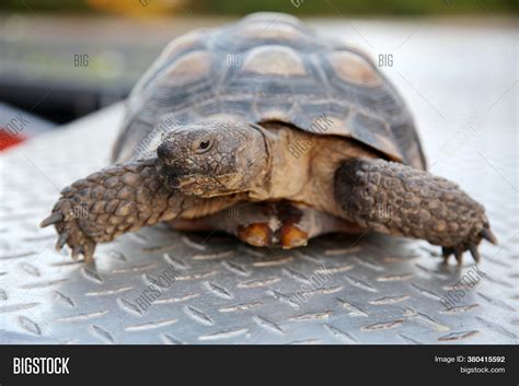 Tortoise. Pet Land Image & Photo (Free Trial) | Bigstock