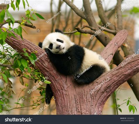 Sleeping Giant Panda Baby Stock Photo 120544951 : Shutterstock