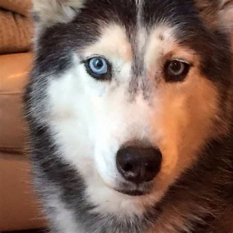 Mishka the talking husky | Beautiful dogs, Dog lovers, Husky