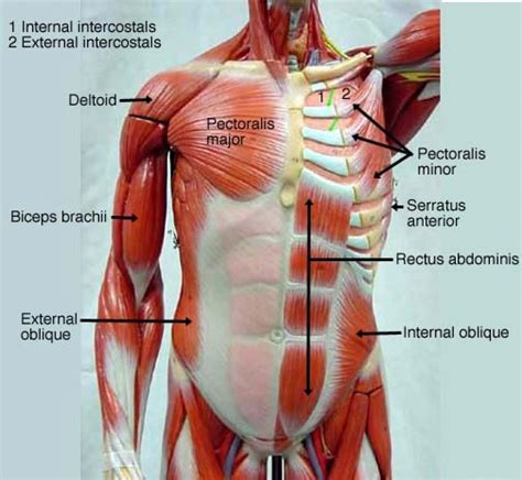 Upper Torso Anatomy : 3d Rendered Illustration Of A Mans Upper Body Anatomy Stock Photo Picture ...