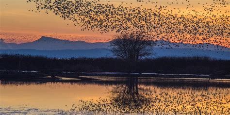 Collective Nouns For Birds: Names For All Groups Of Birds ️