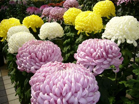 ファイル:Chrysanthemum,kiku,katori-city,japan.JPG - Wikipedia