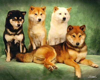 Rainbow Shibas! | Shiba inu colors, Shiba inu, Shiba inu dog