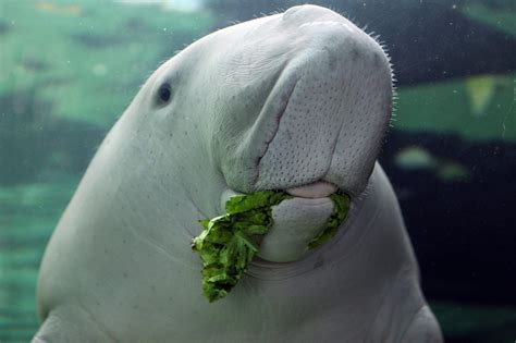 Dugong or Sea Cow (Dugong dugong). Sydney Aquarium, Australia - Travel ...