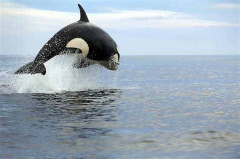 Killer Whale Hunting #1 by Christopher Swann