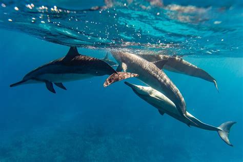 Oahu, Hawaii: Small-Group Snorkel Tour off the North Shore 2024