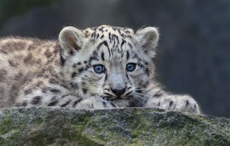 Baby Snow Leopard Pictures Wallpaper | Background Wallpaper Gallery