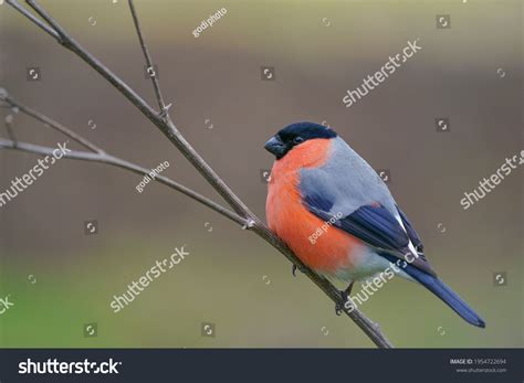 37,452 Bullfinch Images, Stock Photos & Vectors | Shutterstock