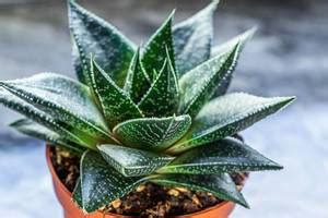 Small indoor cactus plant in a pot - Creative Commons Bilder