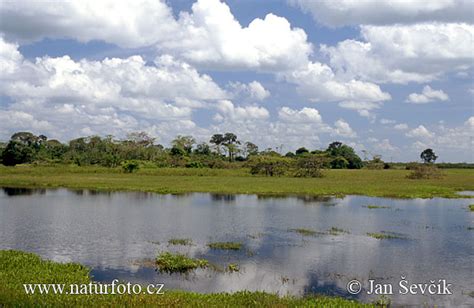 Orinoco River Delta Photos, Orinoco River Delta Images, Nature Wildlife ...