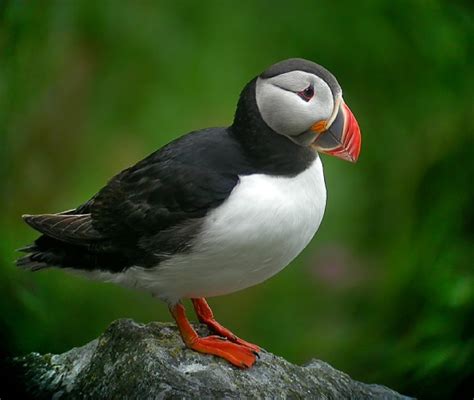 The Parental Magazine: 5 Amazing Facts about Puffin Bird