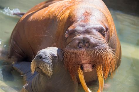 Cute Alert: Baby walrus and mom greet the world