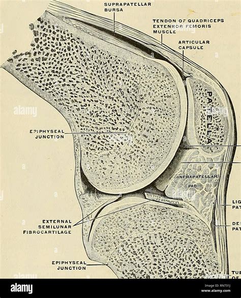 . Anatomy, descriptive and applied. Anatomy. 334 THE ARTICULATIONS, OR JOINTS be inserted into ...