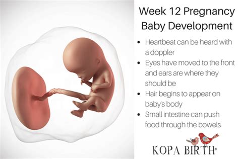 Week 12 Pregnancy: Skin Changes, Baby Development, & Belly • Kopa Birth®