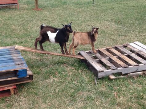 DIY Goat Toys: Cheap Toys to Keep Your Goats Busy | Goat toys, Diy goat ...