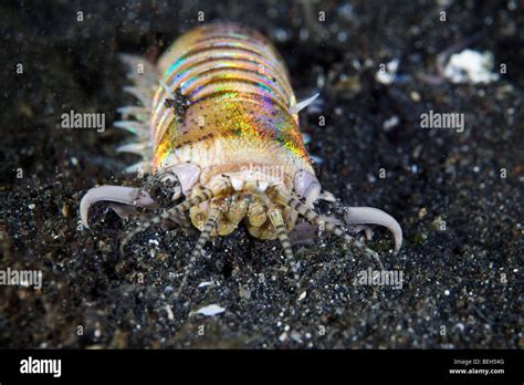 Bobbit Worm, Eunice aphroditois, Sulawesi, Lembeh Strait, Indonesia ...