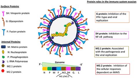 Frontiers | Human Metapneumovirus: Mechanisms and Molecular Targets ...