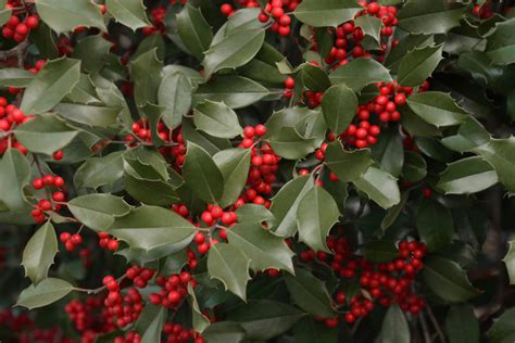 20+ Different Holly Tree Types (Full Holly Varieties List) - PlantSnap