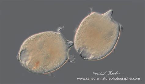 Didiinium nasutum versus Paramecium caudatum Predator and Prey - The Canadian Nature Photographer