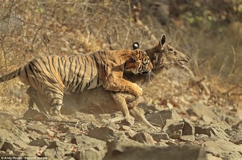 Rare photos of tiger killing a deer are captured by photographer Andy Rouse in India | Daily ...