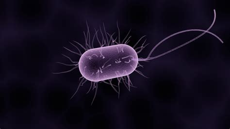 Purple bacteria may help harvest hydrogen fuel and recover carbon from sewage – Firstpost