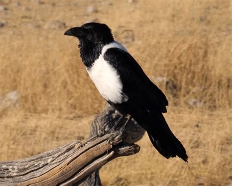 Pied Crow - Facts, Diet, Habitat & Pictures on Animalia.bio