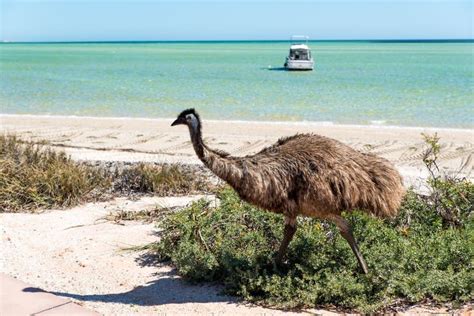 Young Emu Bird in Natural Habitat Stock Image - Image of indian, beach ...