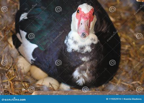 Duck and Goose Hybrid. Genetic Engineering Stock Photo - Image of cross ...