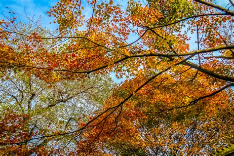 Lion Grove Garden - Suzhou | Canon EOS 700D Le jardin de la … | Flickr