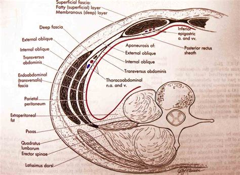 Abdominal Fascial Layers Anatomy | MedicineBTG.com