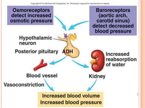 Vasopressin receptor antagonist and therapeutic potential