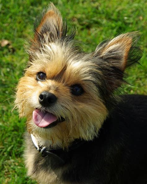 Chihuahua Yorkie Mix: Guide to Owning a Chorkie Dog - K9 Web