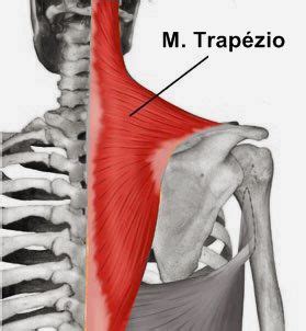 musculo-trapezio | Músculos do corpo humano, Anatomia do corpo humano ...