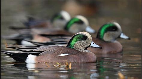 Widgeon | Duck art, Duck hunting, Redhead duck