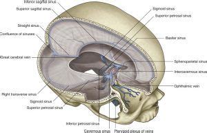 Falx Cerebelli – an overview | ScienceDirect Topics - Liberal Dictionary | Anatomy, Medicine ...