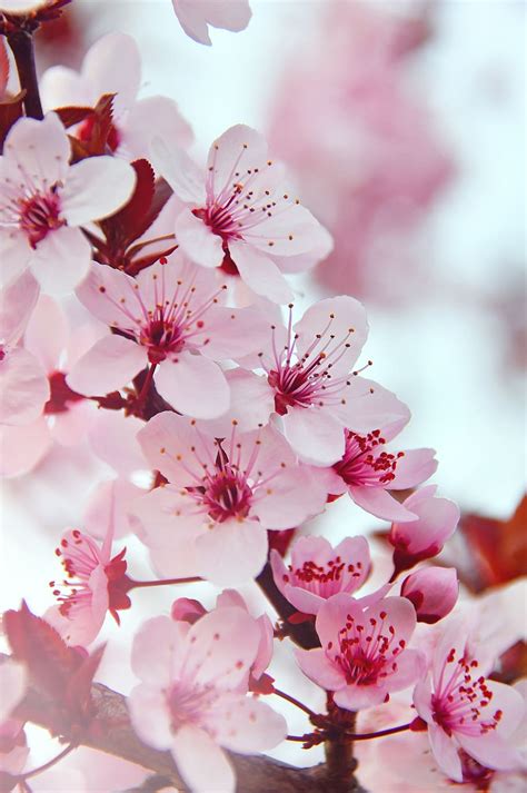 77+ Wallpaper Pink Flower Pics - MyWeb