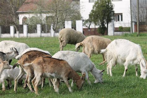 Goats Grazing Stock Photo - Image: 72320355