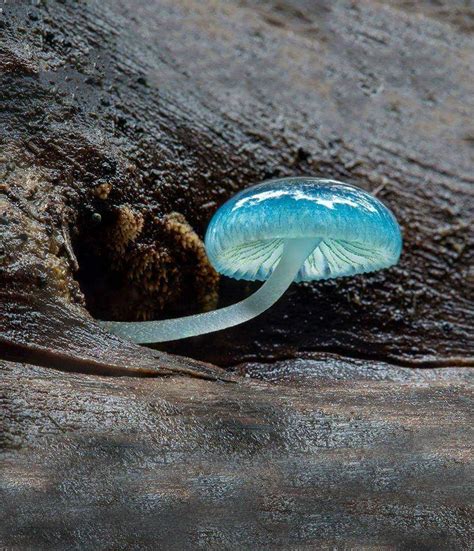 Blue mushroom : r/pics