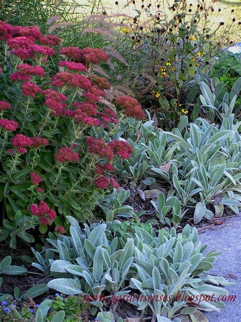 Sedum Autumn Joy Companion Plants - Plants BQ