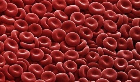 Me Blogging: What does red blood cells remindes you of?