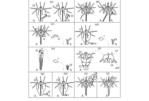 Asexual reproduction modes in Scyphozoa polyps. (a) Lateral budding;... | Download Scientific ...